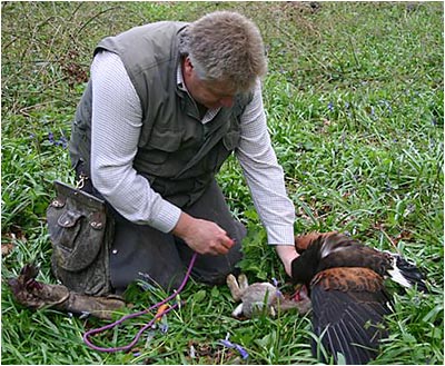 Paul with a Harris hawk and Rabbit Kill